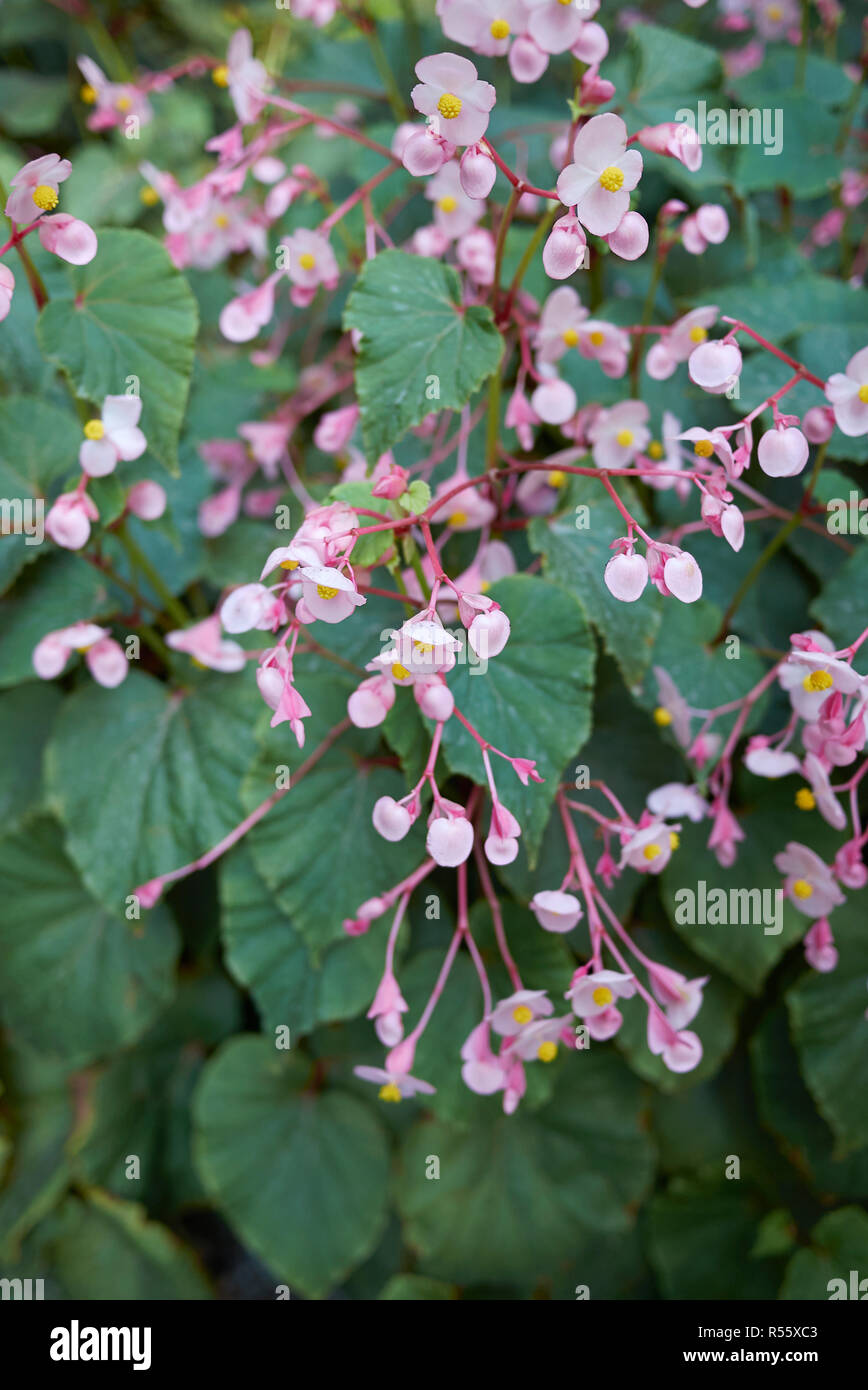 Begonia grandis in bloom Stock Photo Alamy