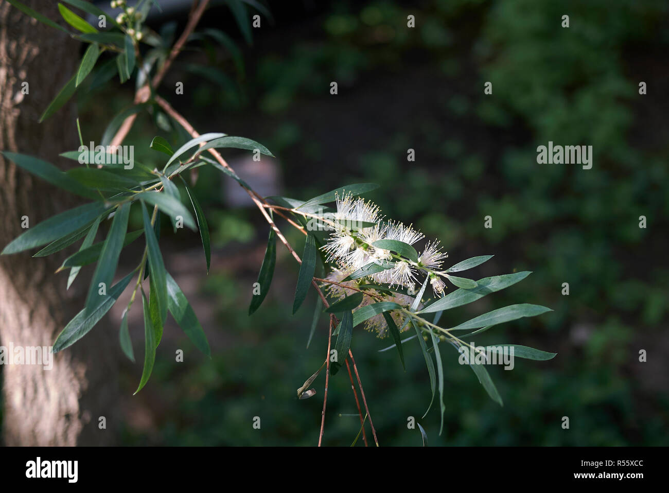 Melaleuca salicina branch with flowers Stock Photo