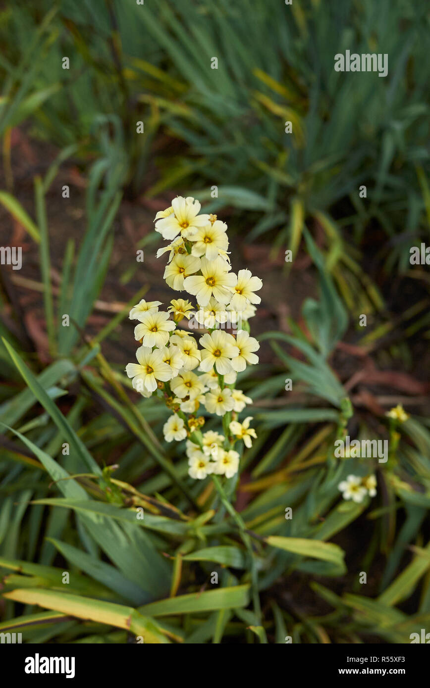Yellow Inflorescence Of Sisyrinchium Striatum Plant Stock Photo Alamy yellow-inflorescence-of-sisyrinchium-striatum-plant-stock-photo-alamy