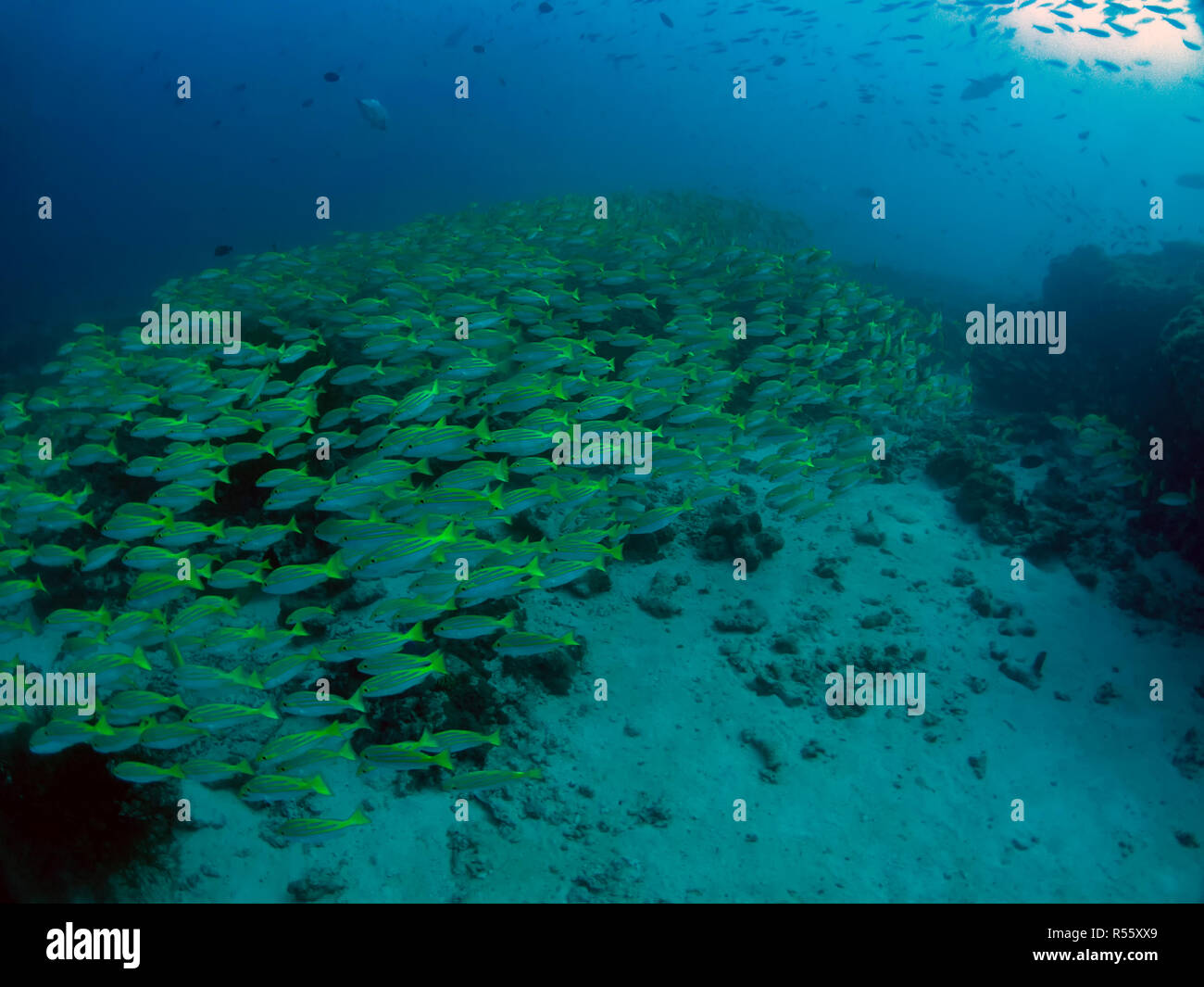 A school of Bluestripe Snapper (Lutjanus kasmira) in the Maldives Stock Photo