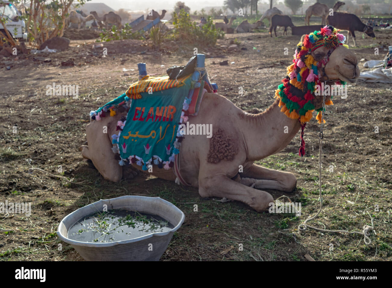 Arabian Camel with accessories look in Aswan Egypt Stock Photo