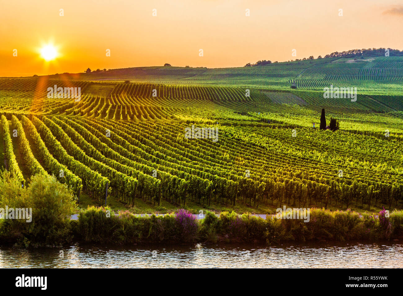 Germany.  Vineyards along the Moselle in Late Afternoon. Stock Photo