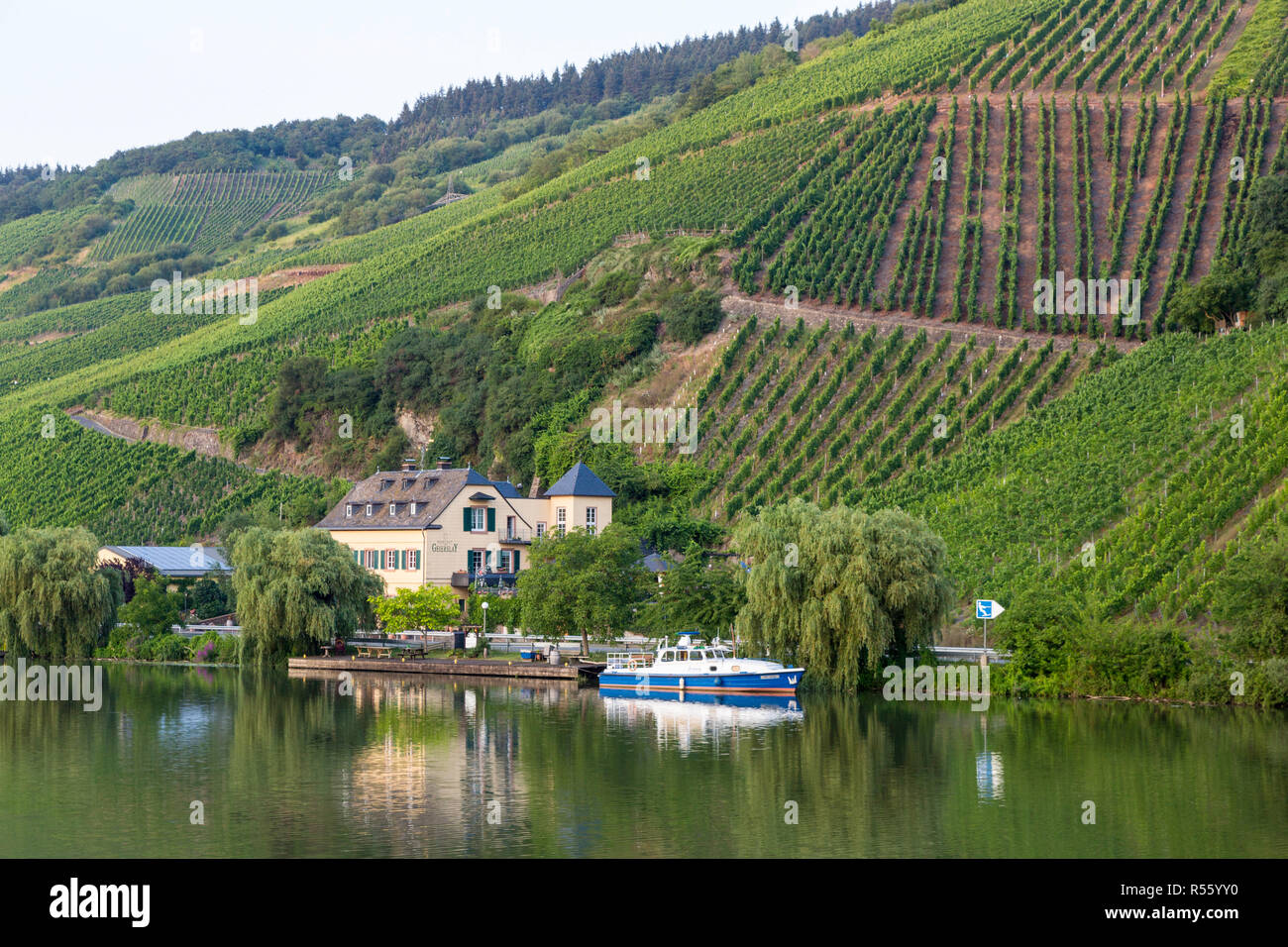 Germany.  Vineyards on Steep Hillsides along the Moselle River near Kesten. Stock Photo