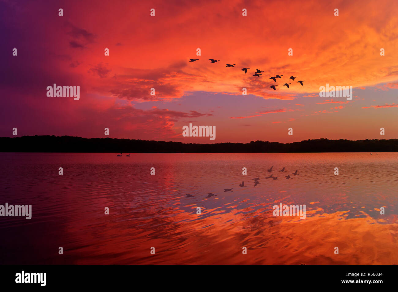 Stunning Sunset Sky Reflected on Relaxing Lake With Canadian Geese Flying Overhead Stock Photo