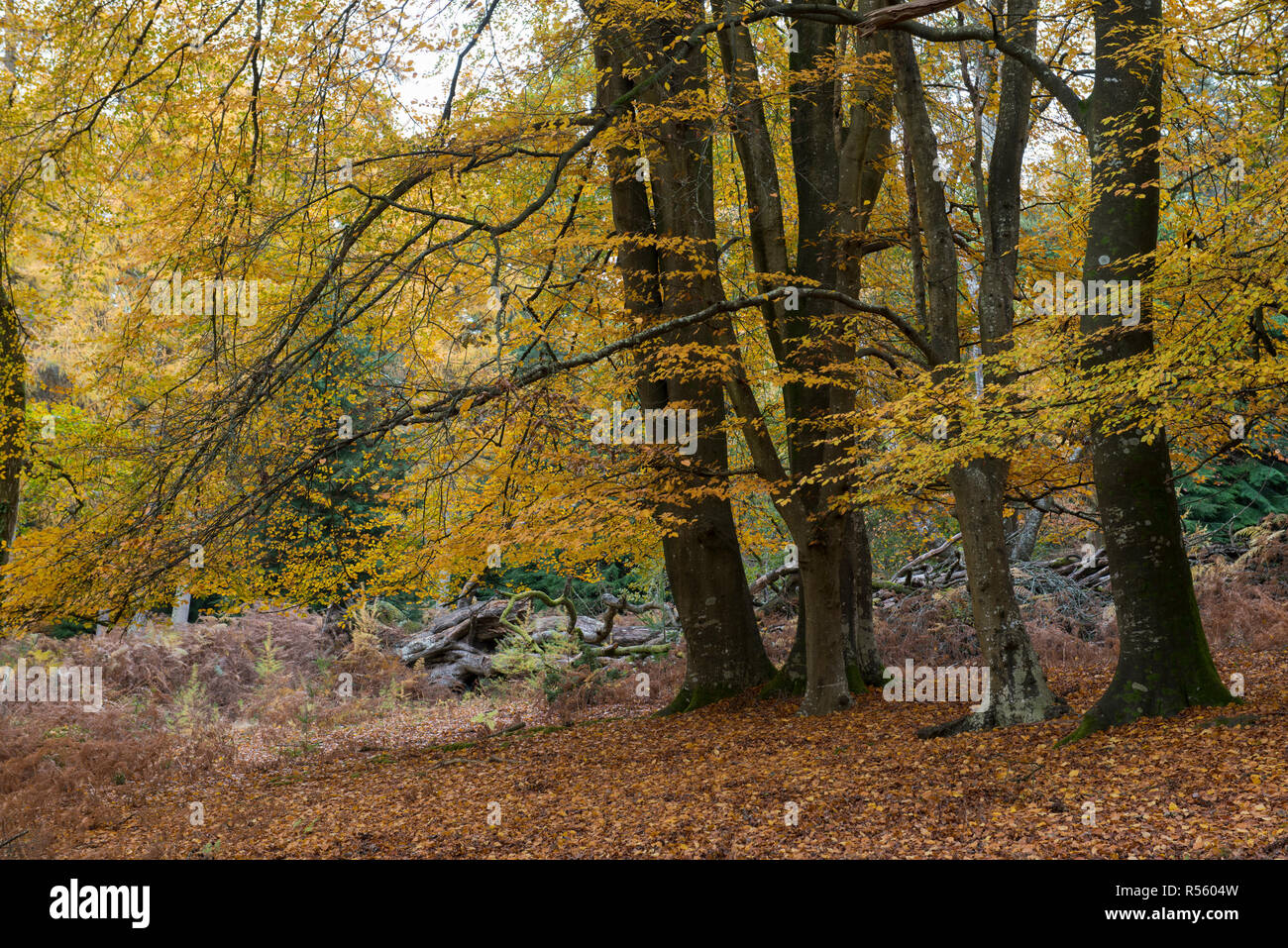 New Forest in Autumn near Burley, Hampshire, England. Stock Photo