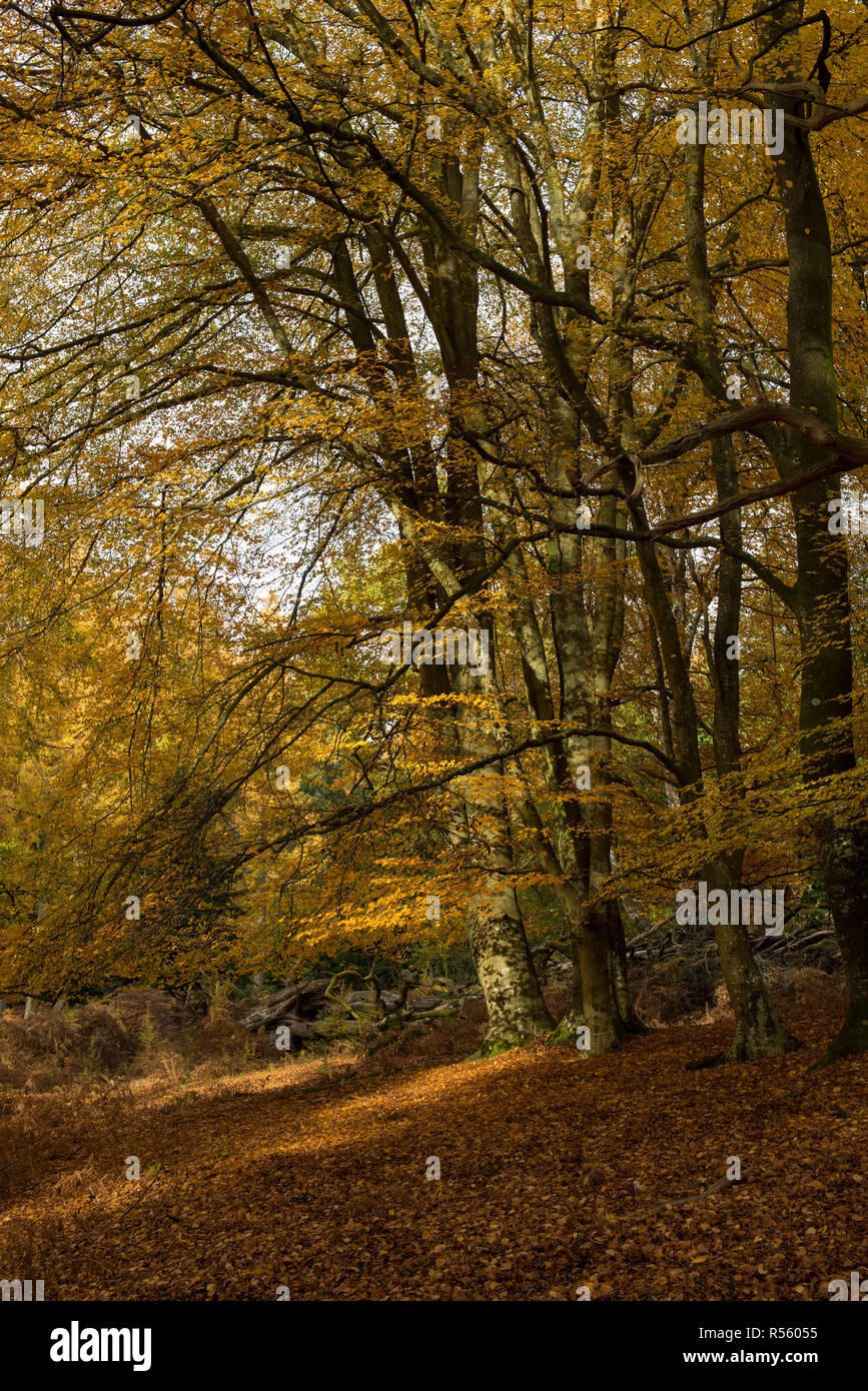 New Forest in Autumn near Burley, Hampshire, England. Stock Photo