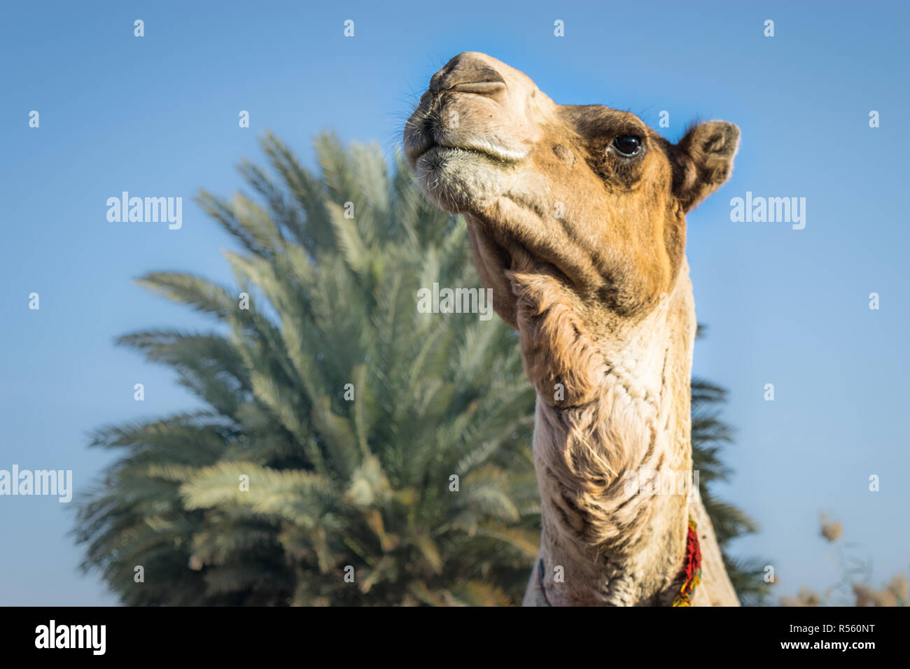Arabian Camel with accessories look in Aswan Egypt Stock Photo