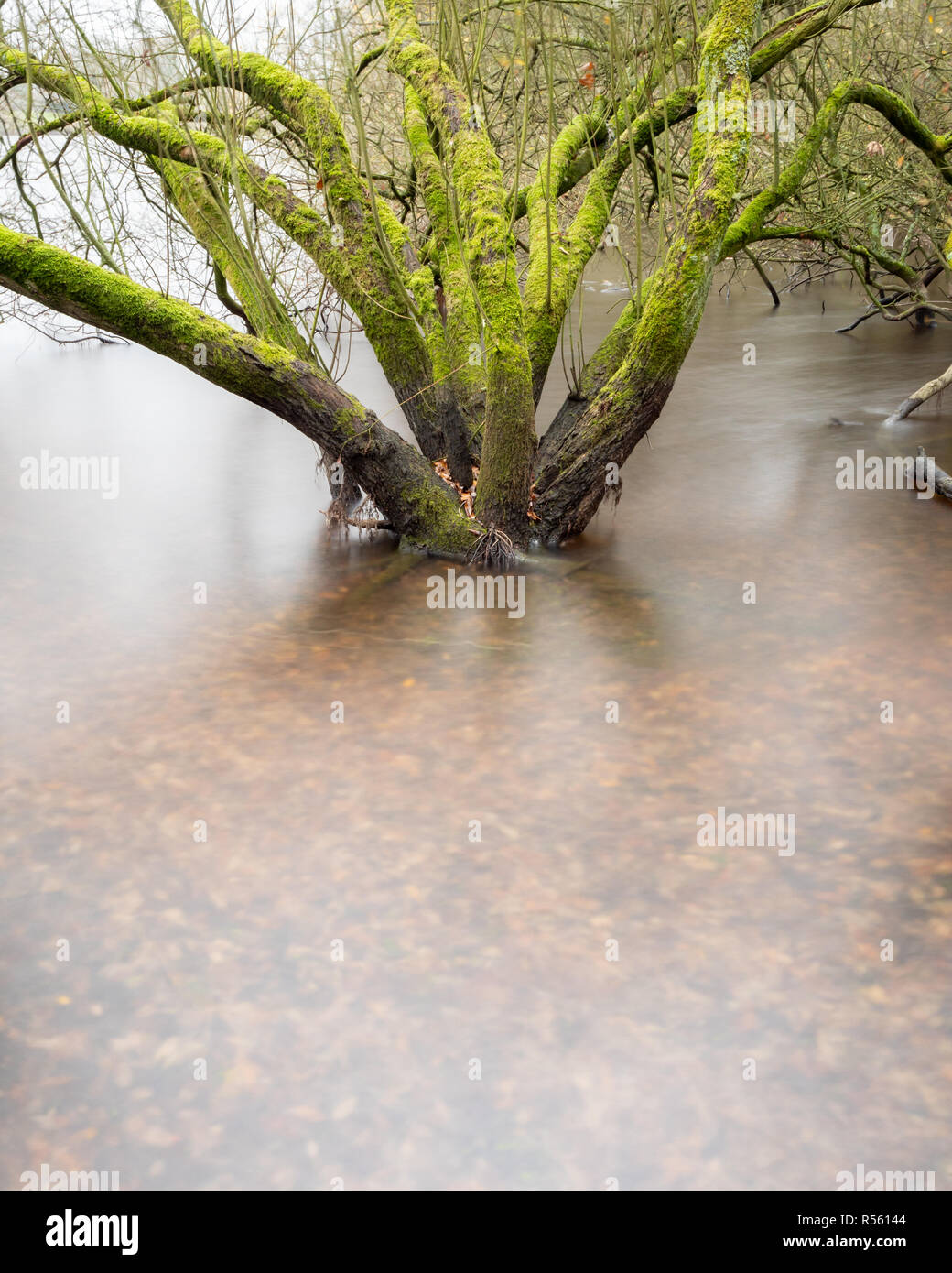 Wet Woodland - using ND filters to blur the water around the base of these flooded trees Stock Photo