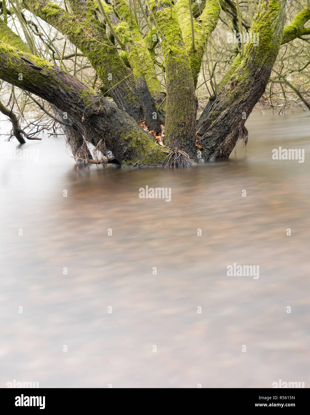 Wet Woodland - using ND filters to blur the water around the base of these flooded trees Stock Photo