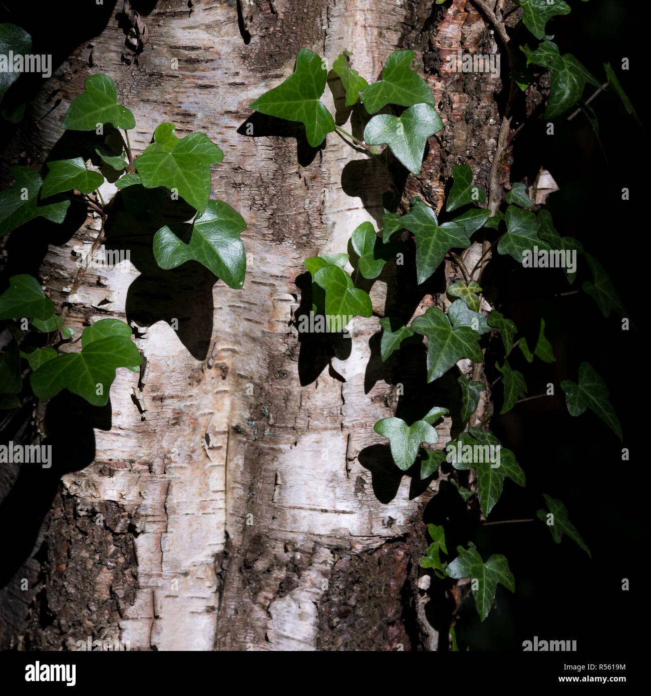 Plants photographed in a woodland during the midday sun. Used streams
