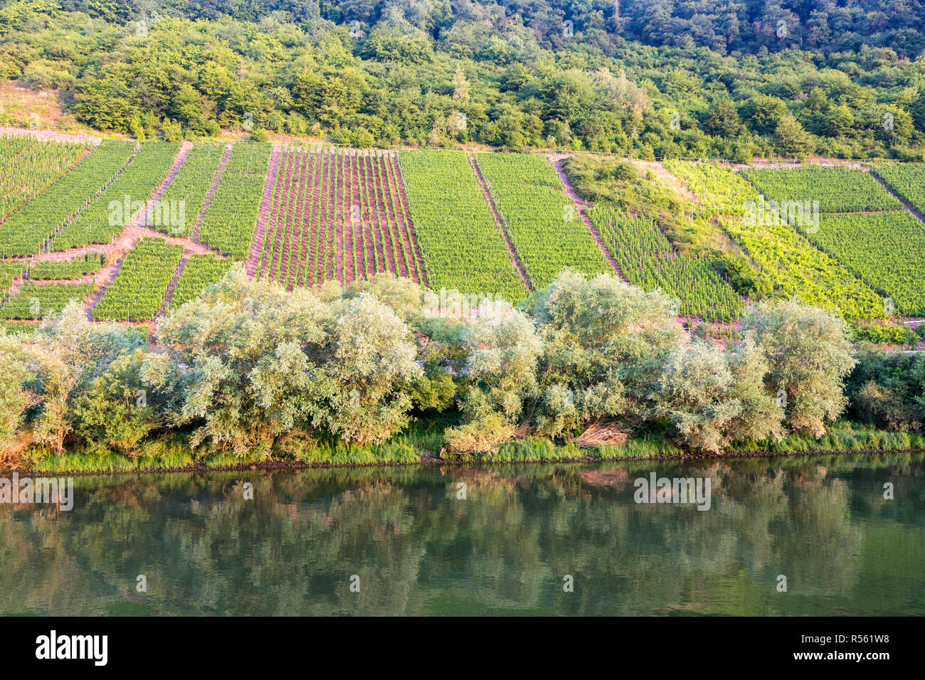 Germany.  Vineyards along the Moselle, near Ernst. Stock Photo