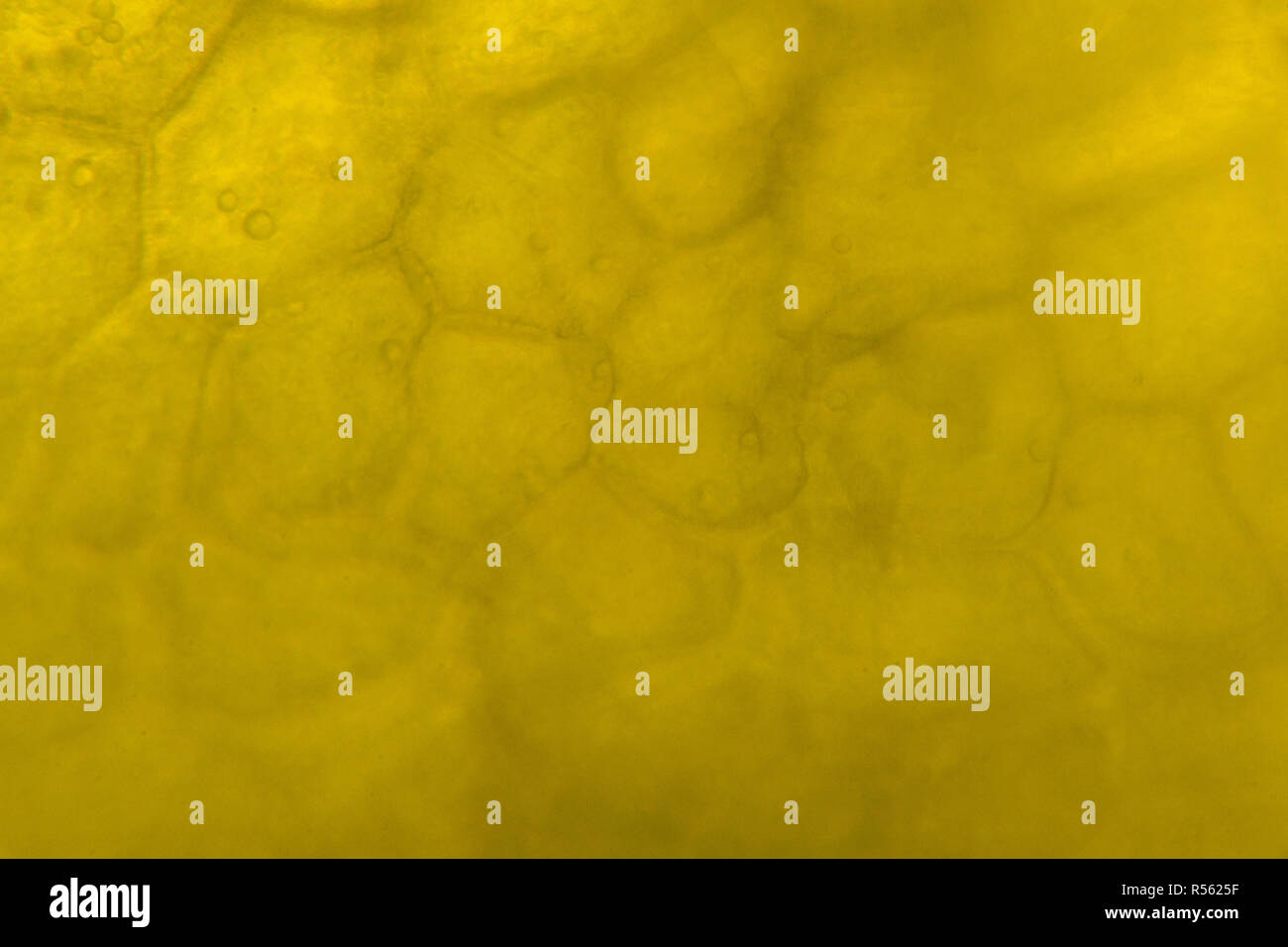 Yellow pepper under the microscope Stock Photo Alamy