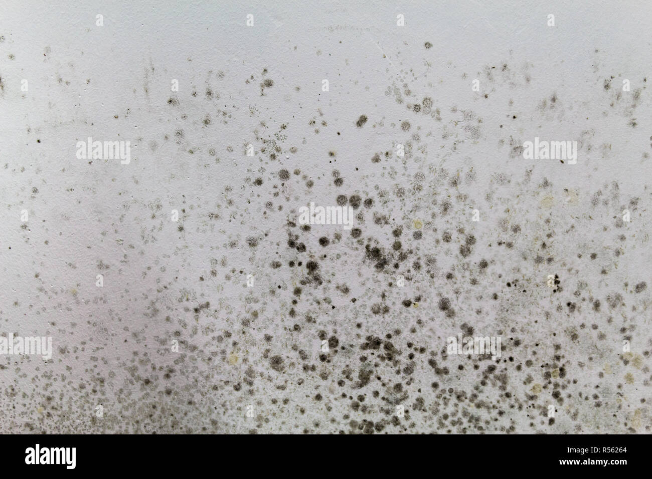 Black Mold On A White Wall Stock Photo 226941516 Alamy