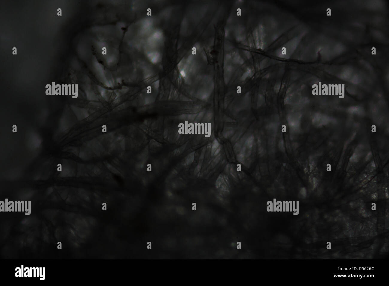 Cellulose fiber paper fibers hires stock photography and images Alamy