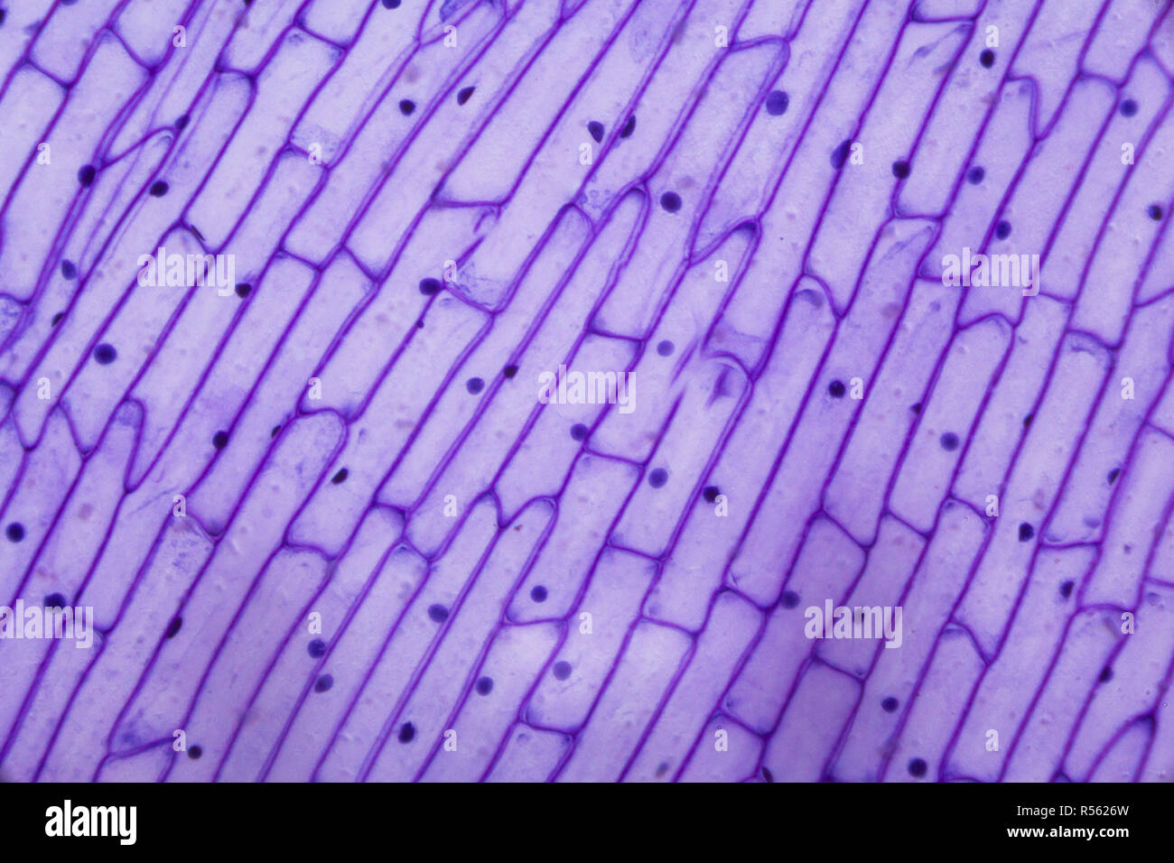 Purple onion peel under the microscope Stock Photo - Alamy