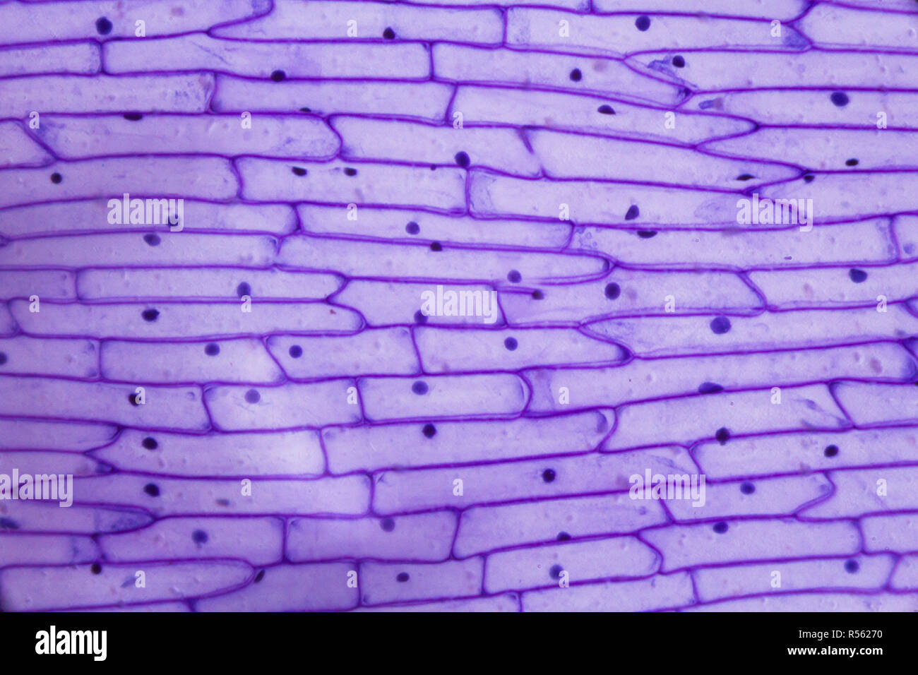 Onion cell microscope hires stock photography and images Alamy