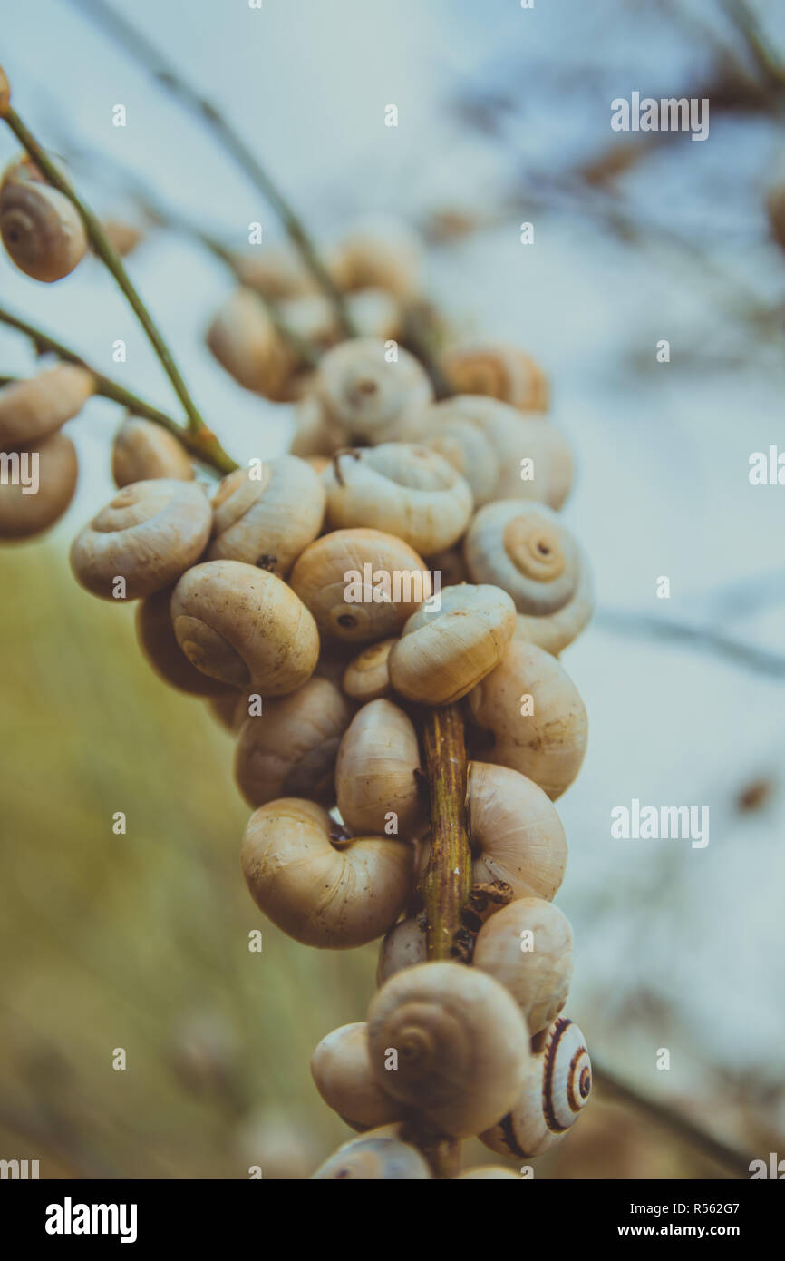 Snail shell nest hires stock photography and images Alamy