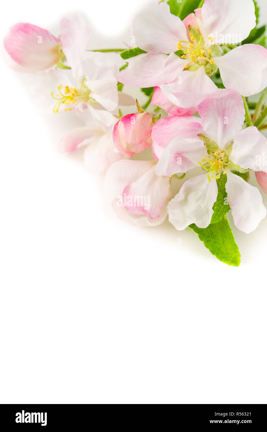 Branch of a blossoming apple-tree on a white background, close-up Stock Photo