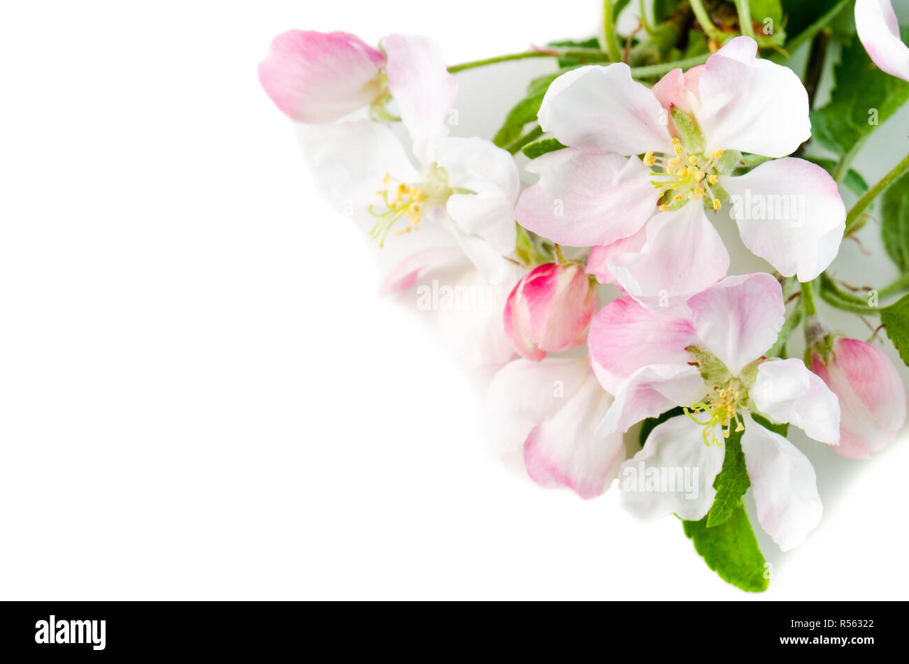 Branch of a blossoming apple-tree on a white background, close-u Stock Photo