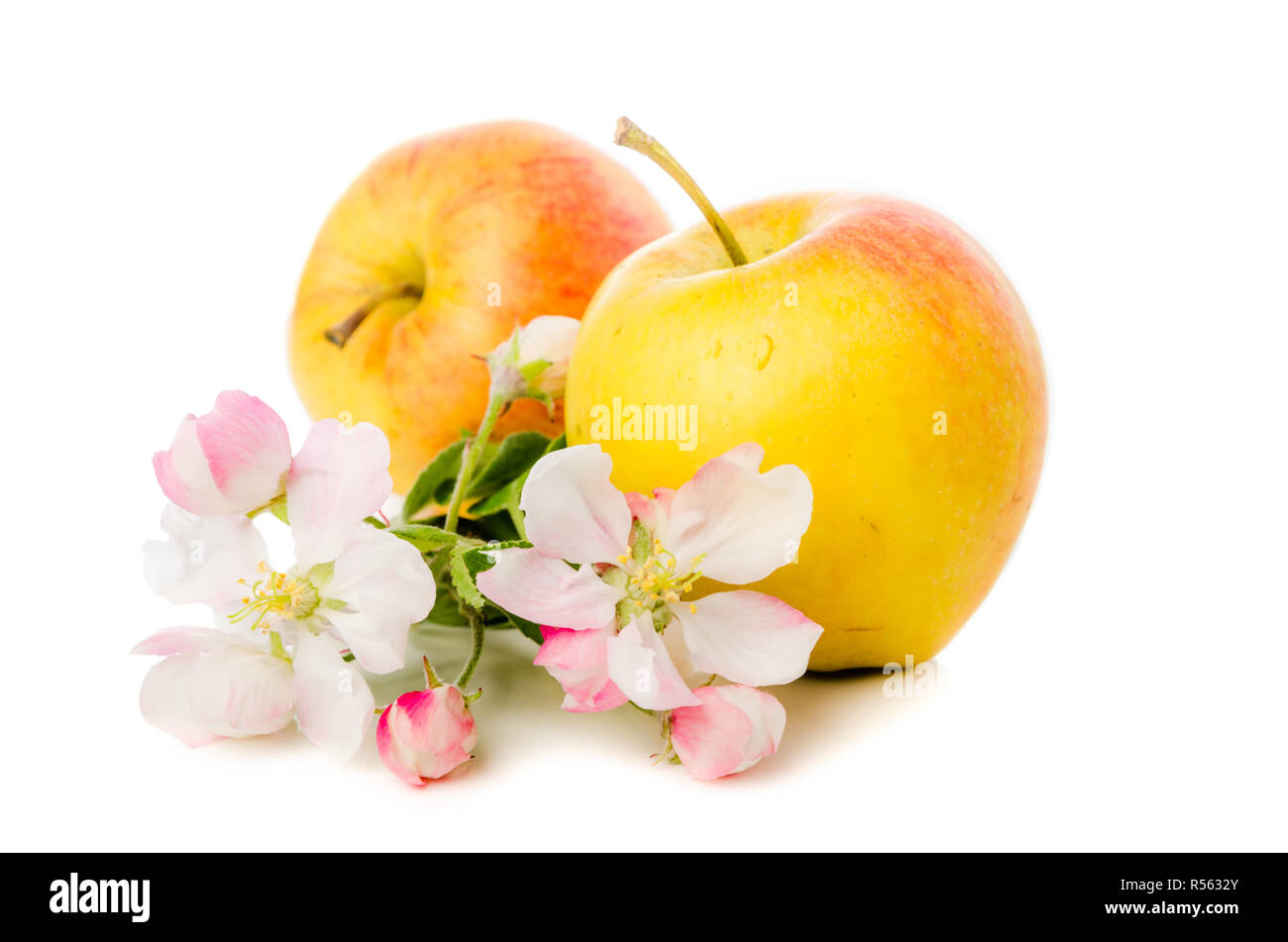 Ripe apple and blossoming branch of an apple-tree, Isolated on white Stock Photo