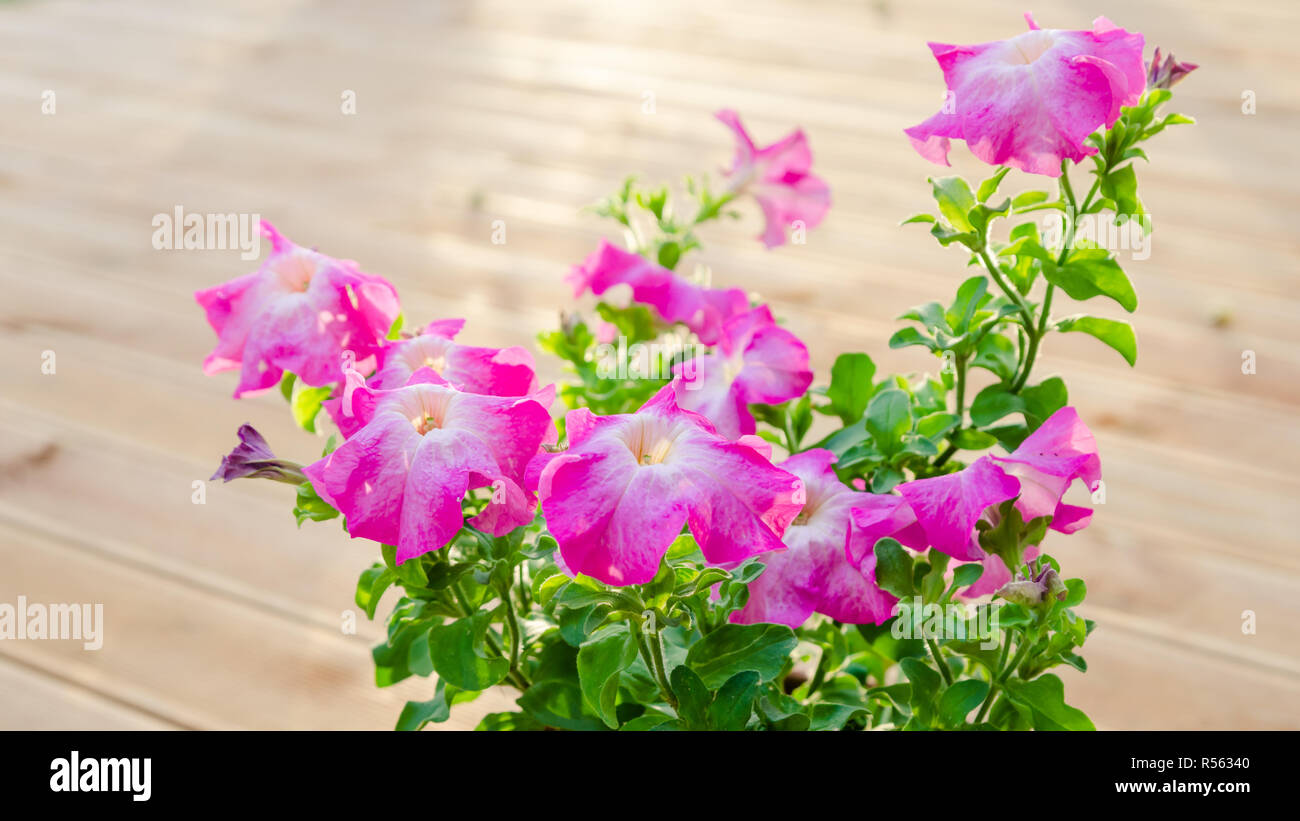 Flowering pink petunia in the garden Stock Photo