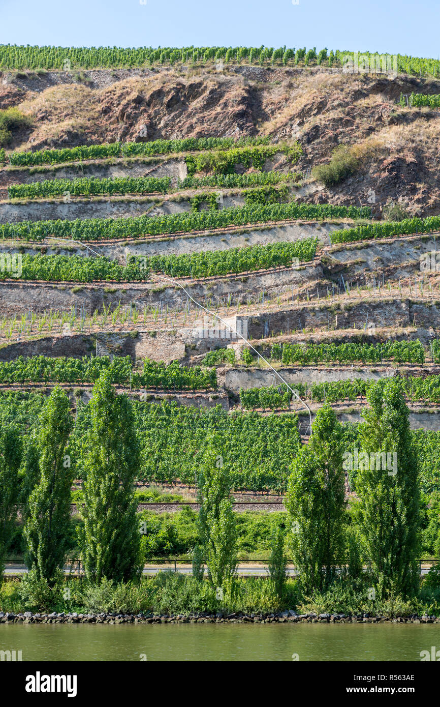 Germany.  Terraced Vineyards on Rocky Hillside along the Moselle near Koblenz. Stock Photo