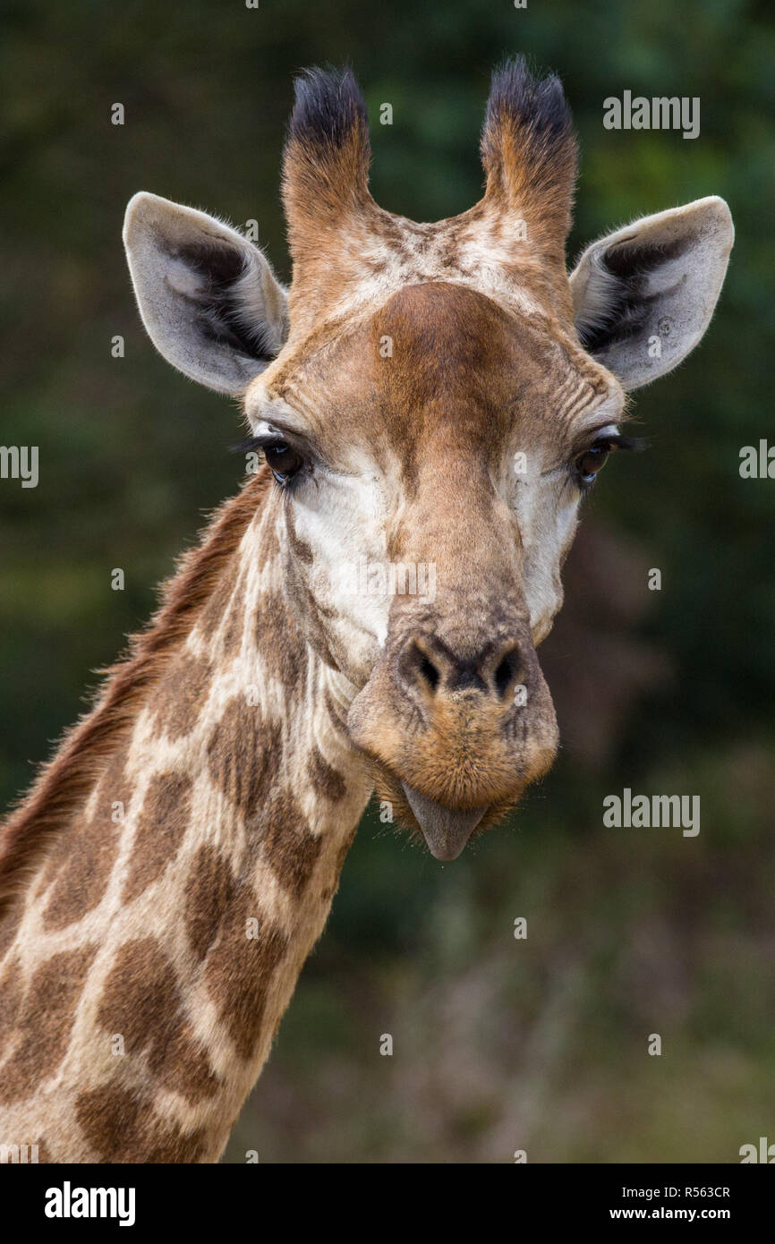Giraffe Sticking out Tongue Stock Photo