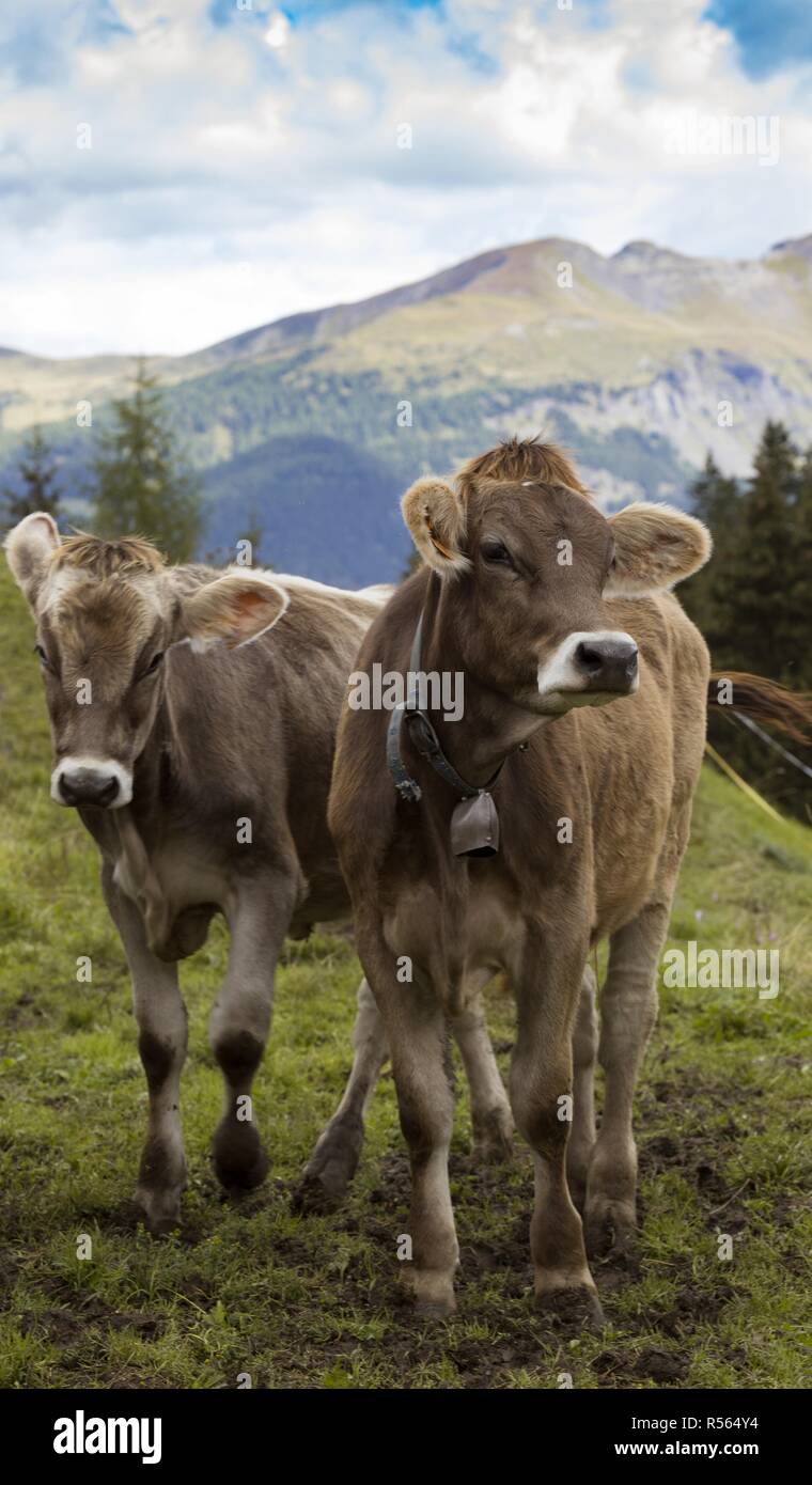 cows on a green pasture with beautiful mountains behind Stock Photo - Alamy