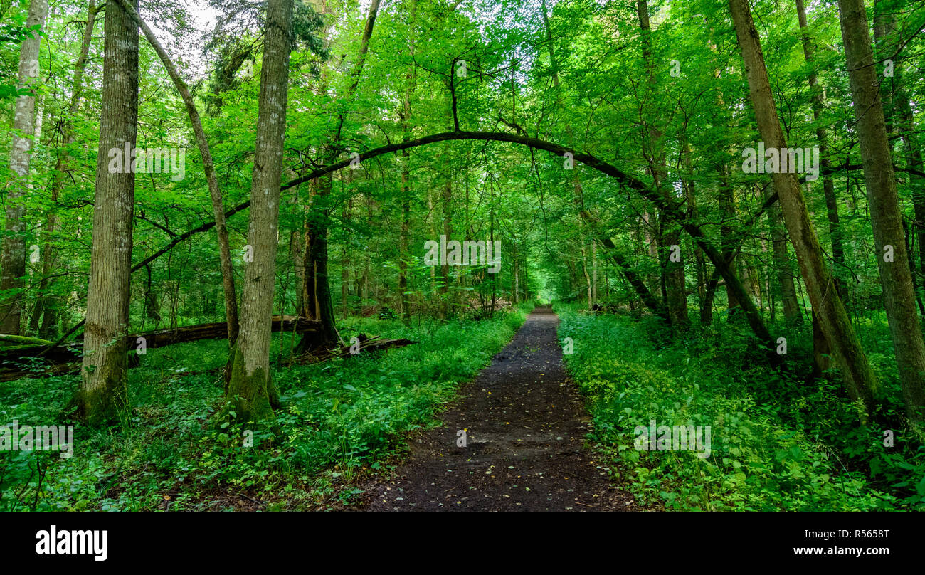 Bialowieza Forest Bialowieza National Park Hi res Stock Photography And bialowieza-forest-bialowieza-national-park-hi-res-stock-photography-and