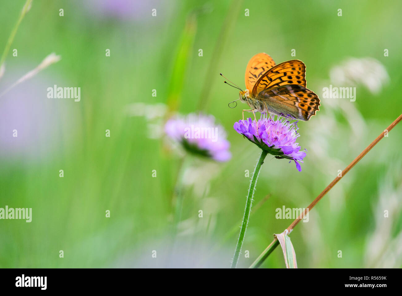 Silver Washed Fritillary (Argynnis paphia) on a purple flower in Bialowieza National Park, Poland. Stock Photo