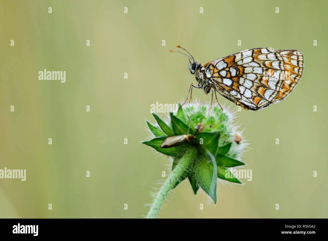 Heath fritillary (Melitaea athalia) resting on a flower in a meadow in Bialowieza National Park, Poland. Stock Photo