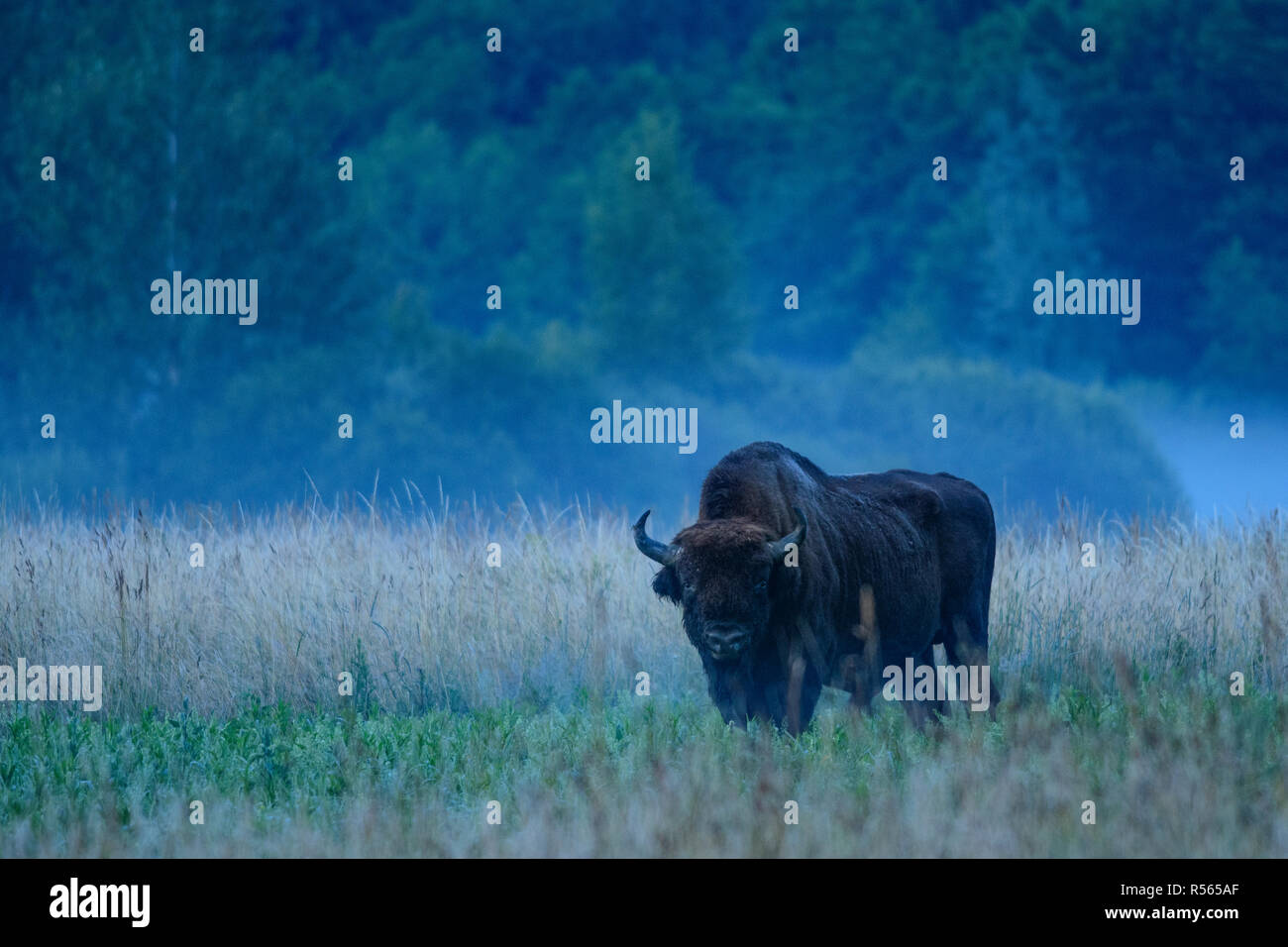 European Bison (Bison bonasus) on an early summer morning in Bialowieza National Park, Poland. July, 2017. Stock Photo