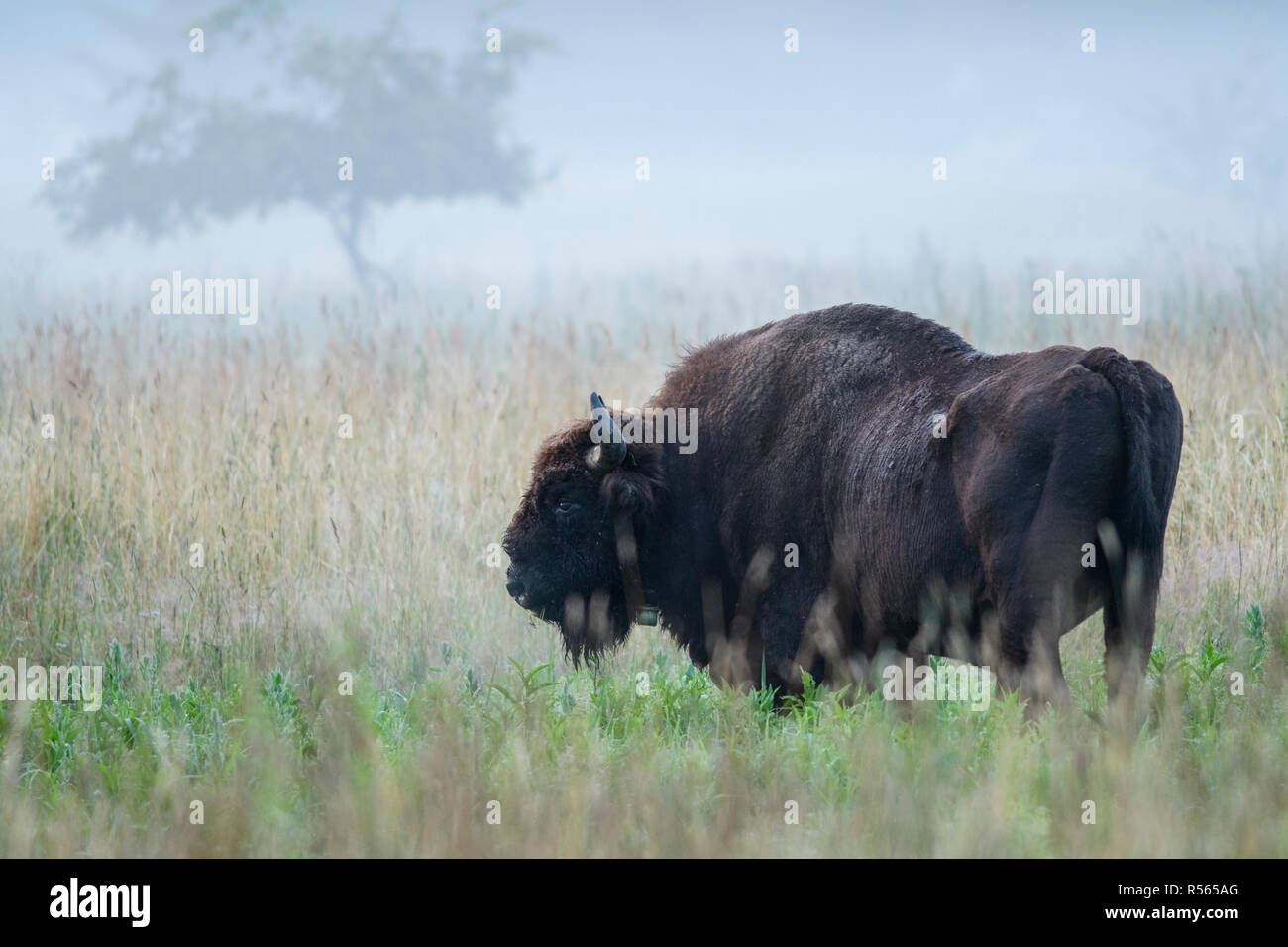 Male European bison (Bison bonasus) with a GPS-collar for scientific research. Bialowieza National Park, Poland. July, 2017. Stock Photo