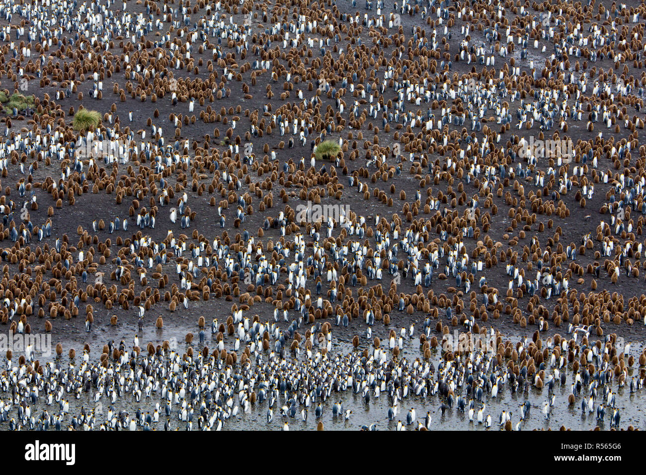 A massive king penguin colony at Salisbury Plain, South Georgia Island in the southern ocean near Antarctica Stock Photo