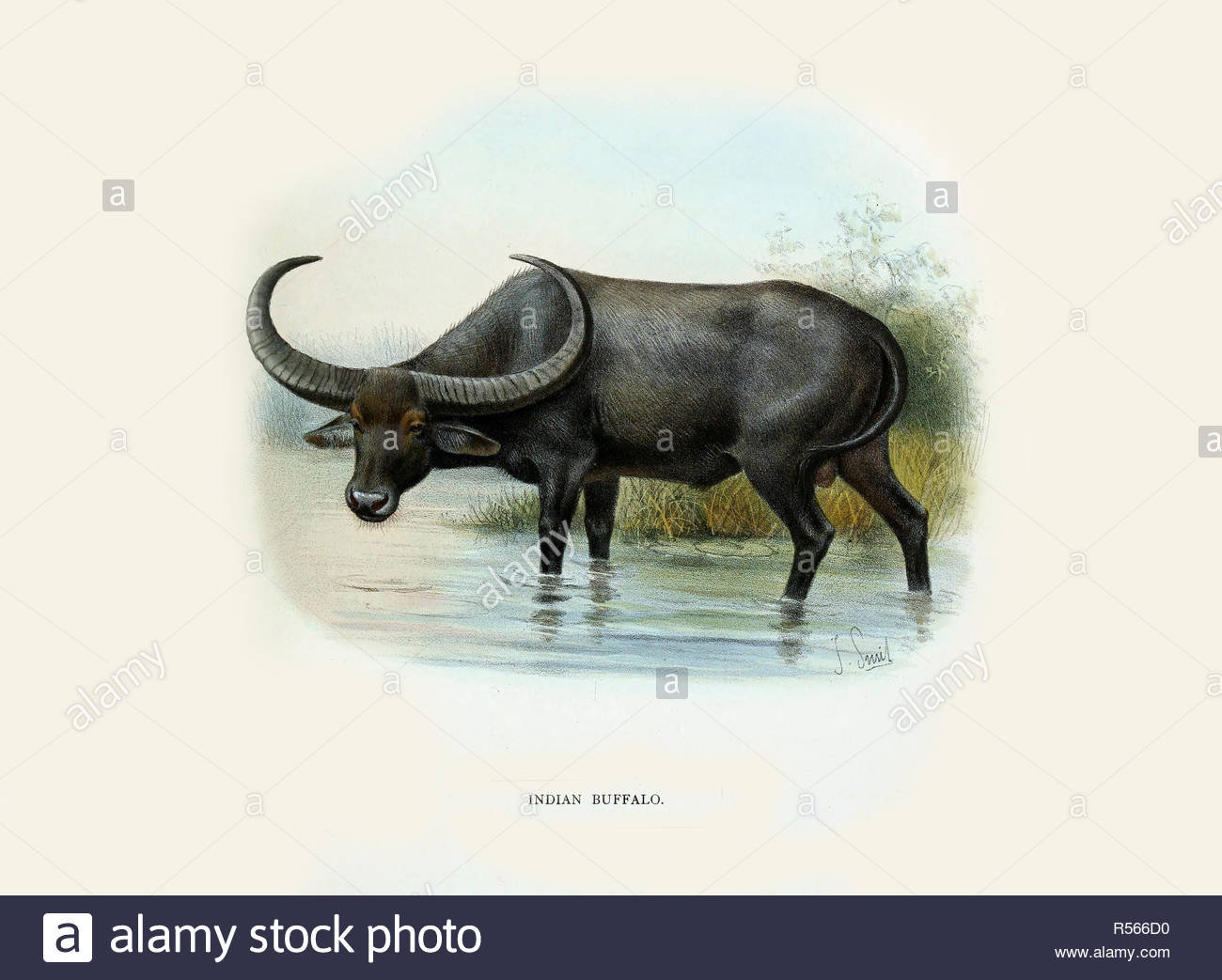 Water buffalo Stock Photo - Alamy