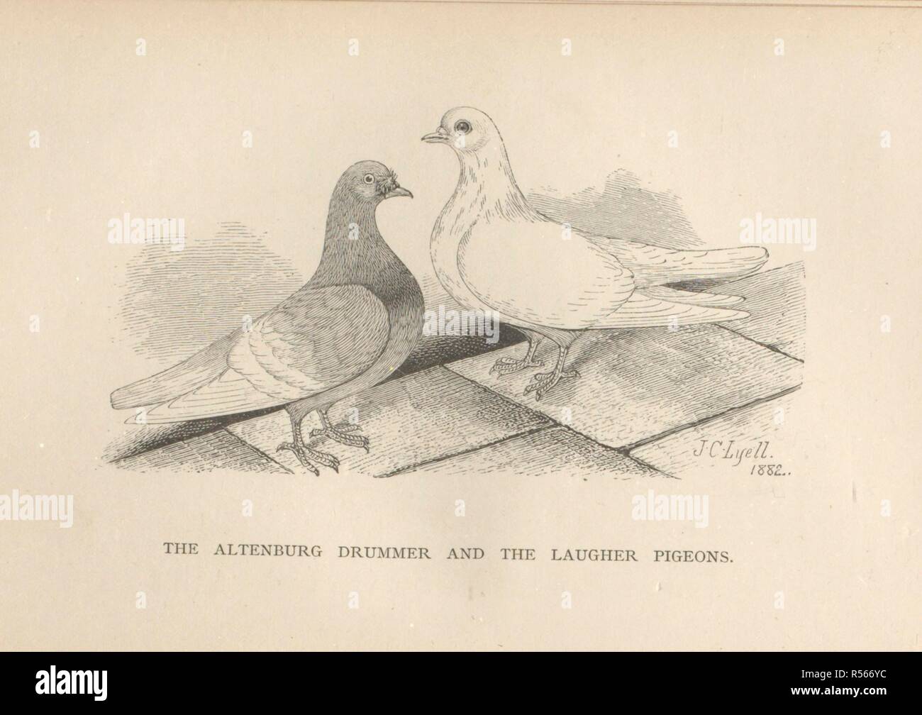 The Altenburg Drummer and the Laugher pigeons. Fancy Pigeons: containing full directions for the breeding and management of fancy pigeons, with descriptions of every known variety. ... Illustrated. London : L. Upcott Gill, 1887. Source: 7293.cc.30 page 150. Author: Lyell, James Carmichel. Stock Photo