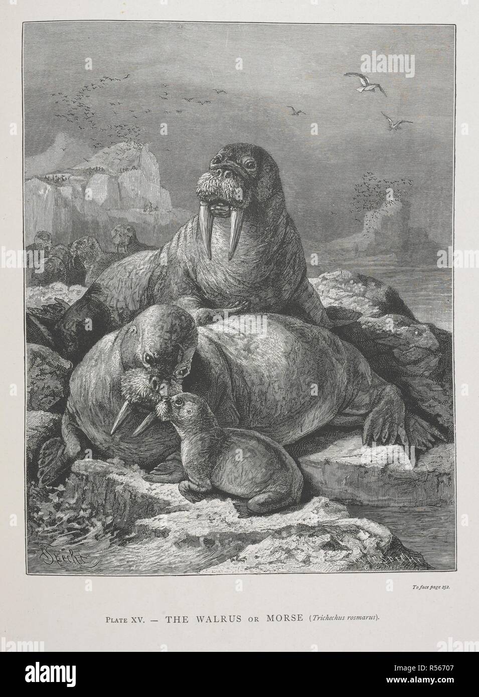 The Walrus or Morse. The Geographical Distribution of Animals, with a study of the relations of living and extinct faunas as elucidating the past changes of the earth's surface. ... . London, 1876. Source: 07209.dd.1 plate XV. Author: WALLACE, ALFRED RUSSEL. Stock Photo