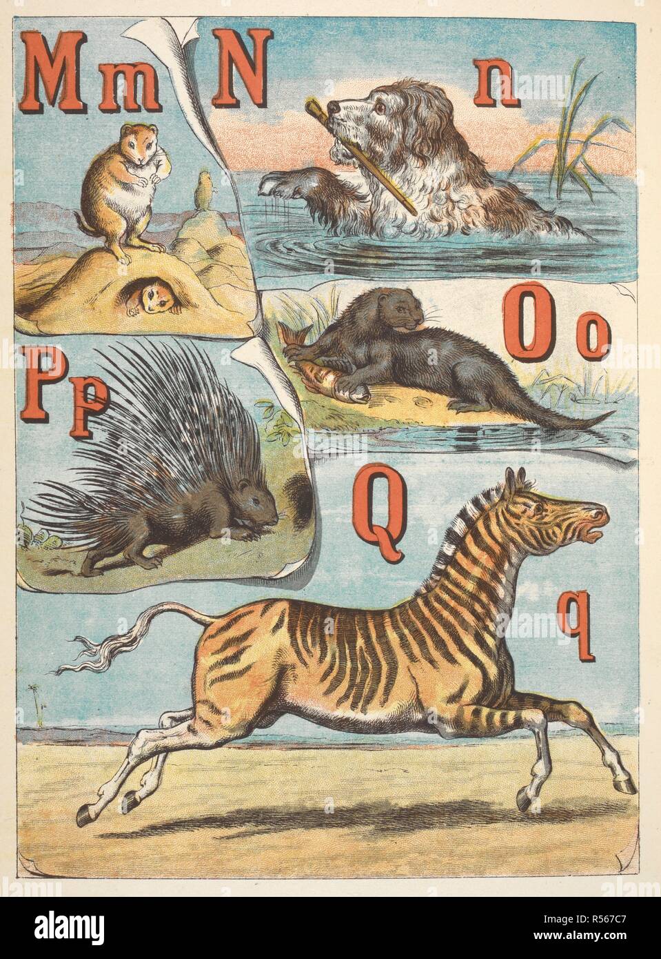 Letters M, N, O, P, and Q. M for Marmot; N for Newfoundland dog; O for Otter; P for Porcupine and Q for Quagga. The alphabet of animals / by Ernest Griset. London : Frederick Warne & Co., [1883] Emrik and Binger [Printers]. Source: 12805.l.45.(19). Stock Photo