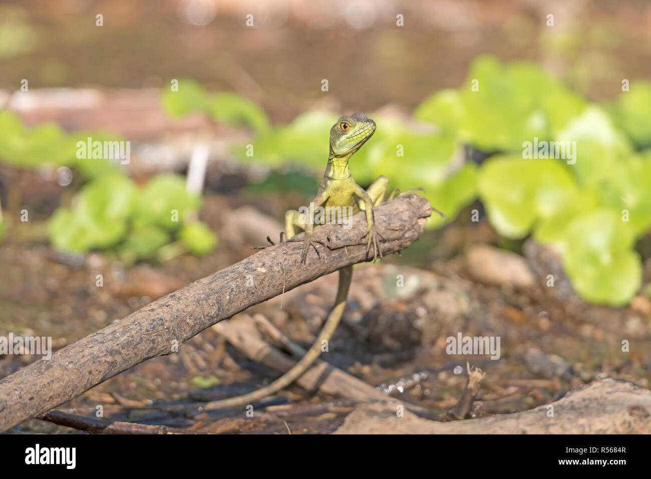 Female Emerald Basilisk Stock Photo