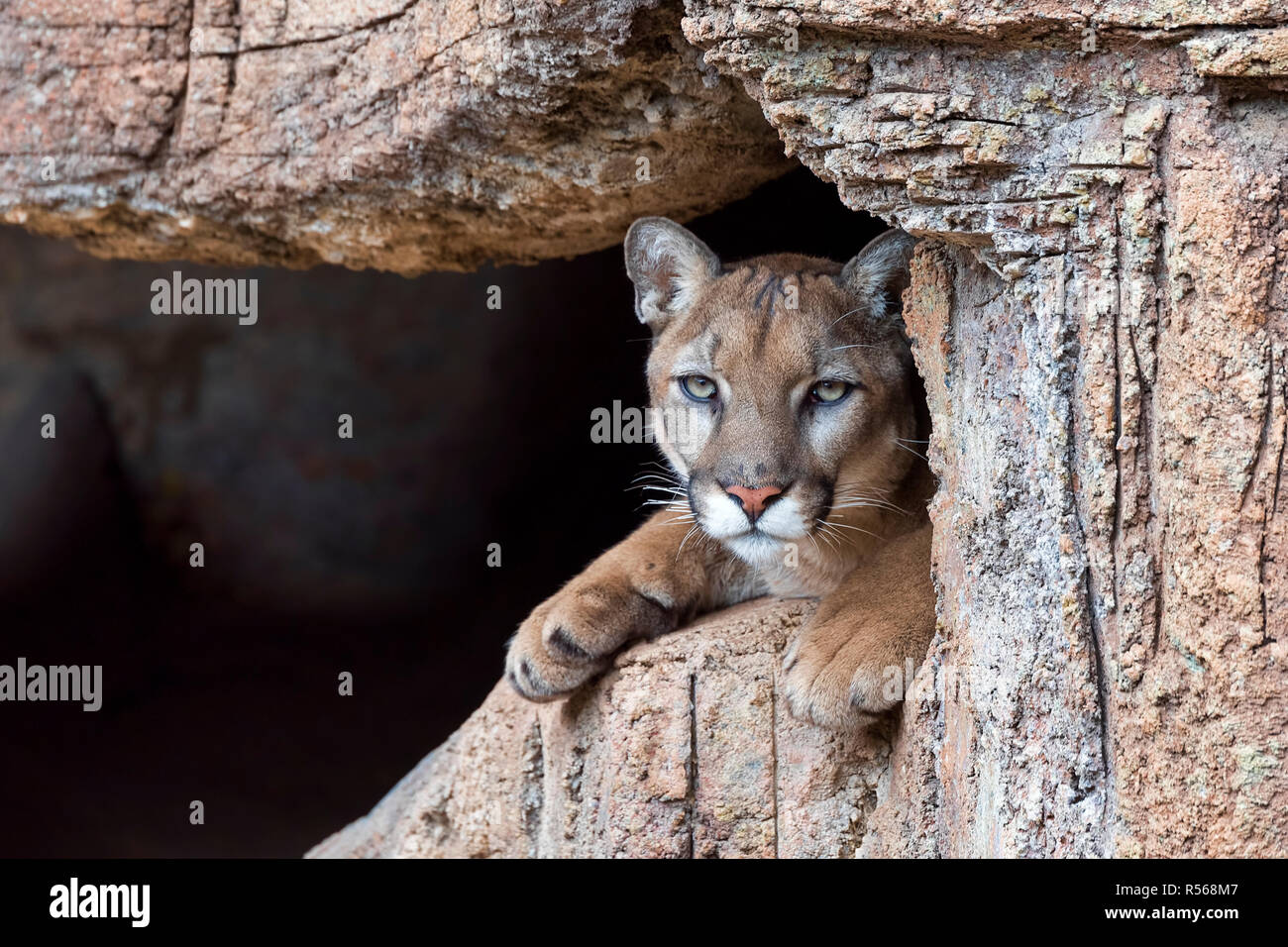 Domestic puma deals