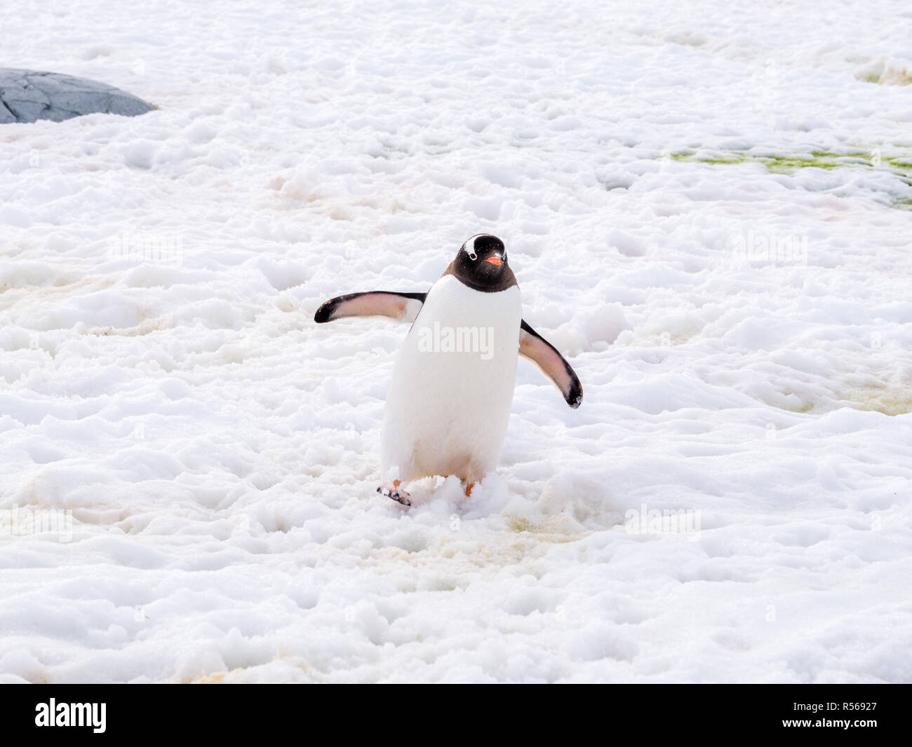 Gentoo penguin, Pygoscelis papua, walking in snow on Petermann Island, Antarctic Peninsula, Antarctica Stock Photo