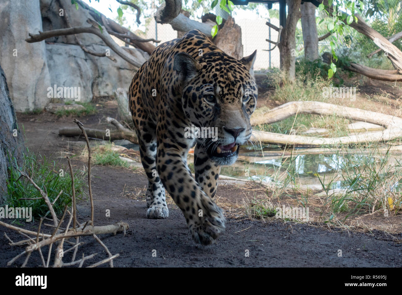 Jaguar  San Diego Zoo