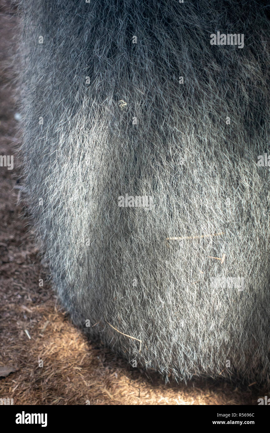Close up of the back hair of a female gorilla, San Diego Zoo, Balboa Park, California, United States. Stock Photo