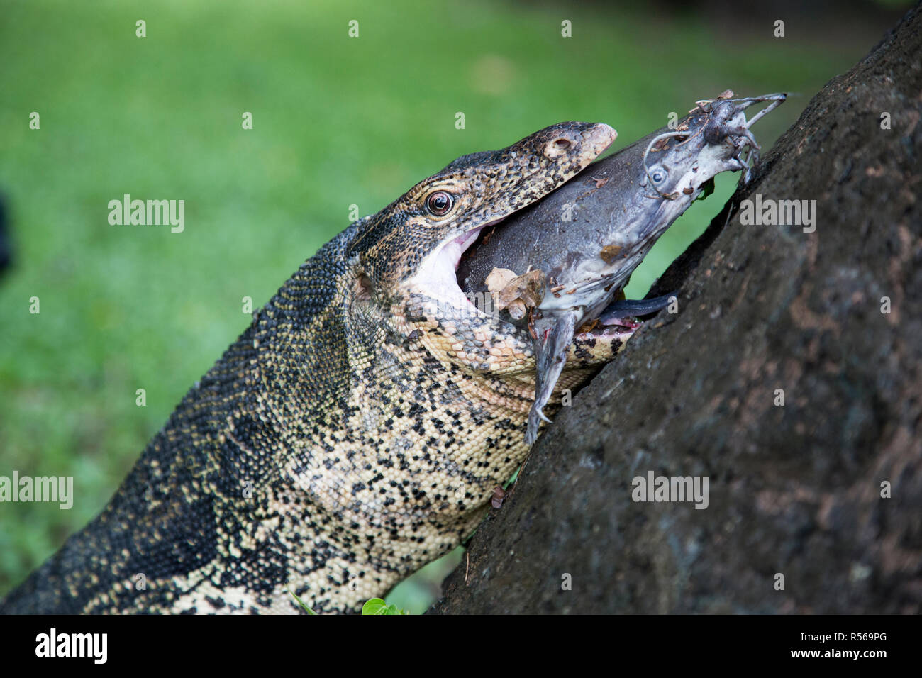 monitor-lizard-eating-hi-res-stock-photography-and-images-alamy