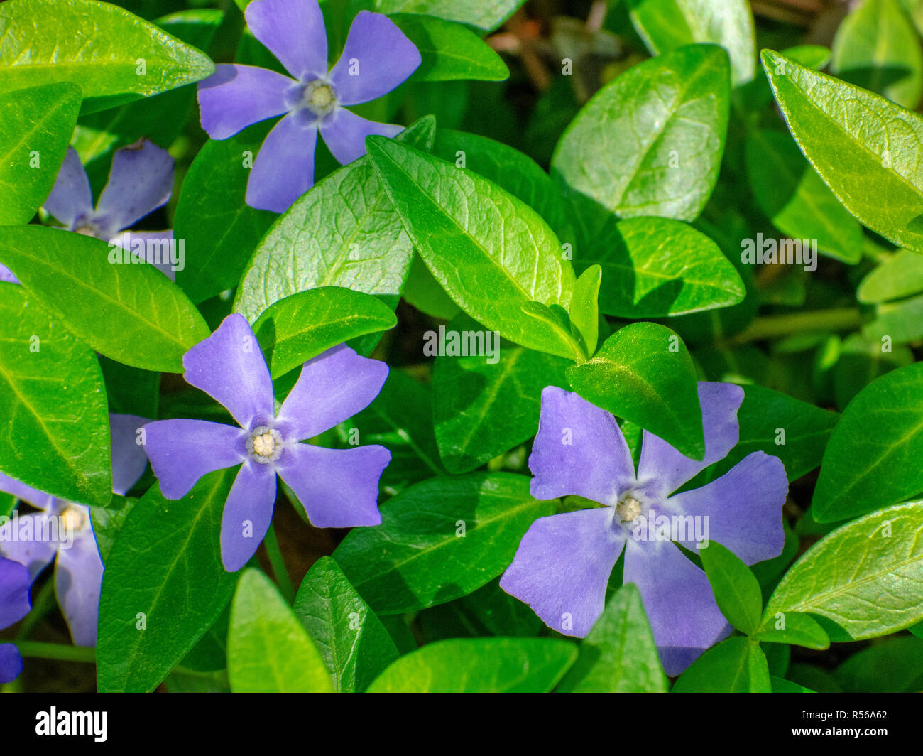 Purple Vinca Flowers With Green Leaves Close Up Stock Photo Alamy