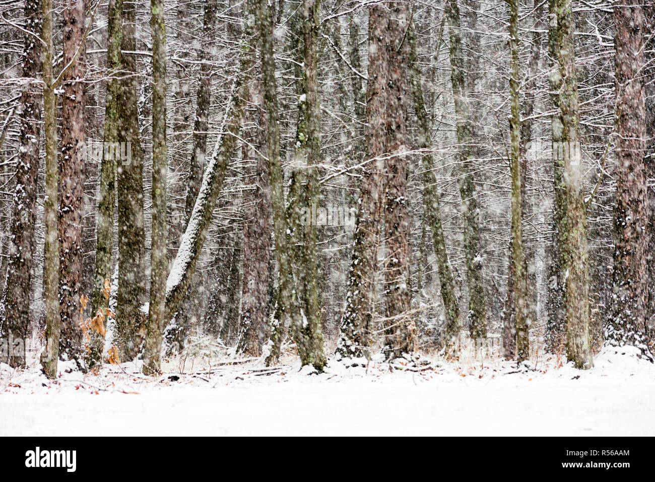 Winter Scene Woods with Snow Covered Tamarack Trees Stock Photo