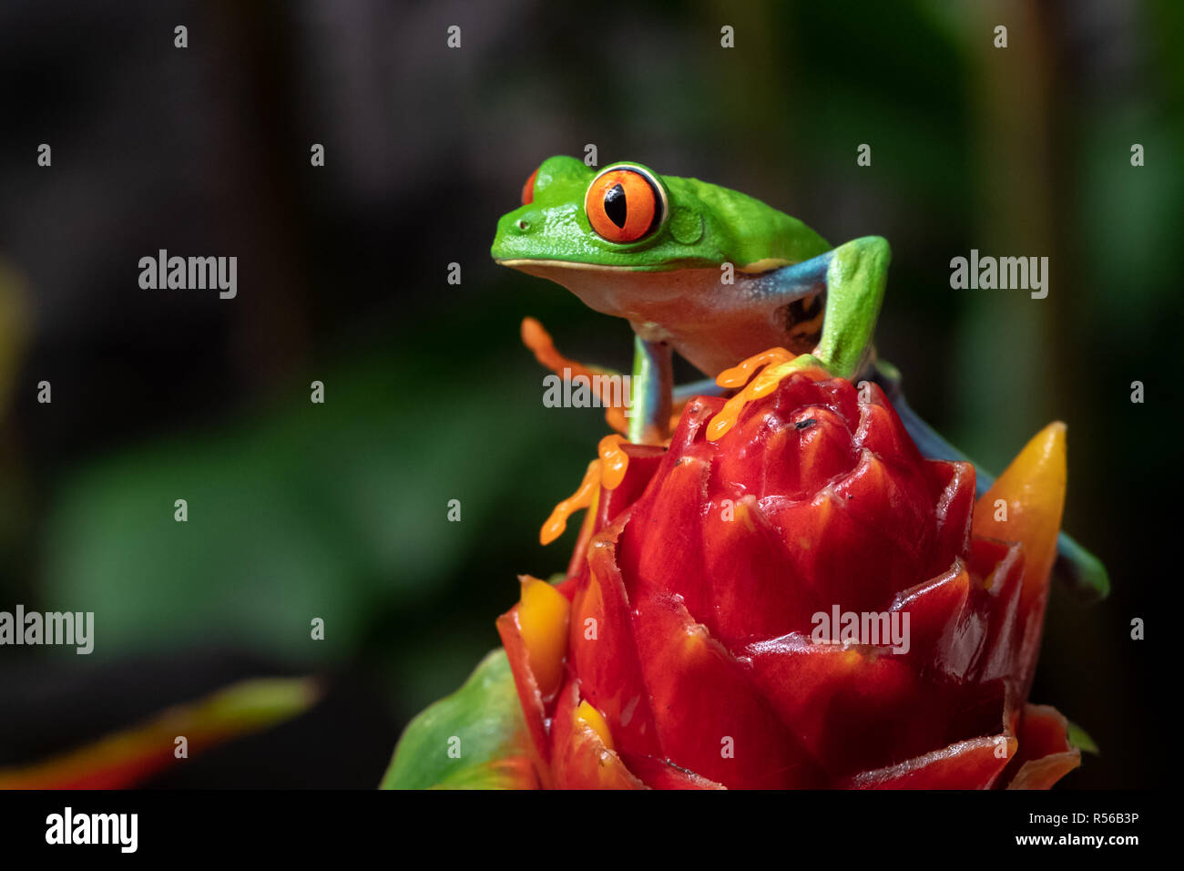 Red-eyed Tree Frog in Costa Rica Stock Photo