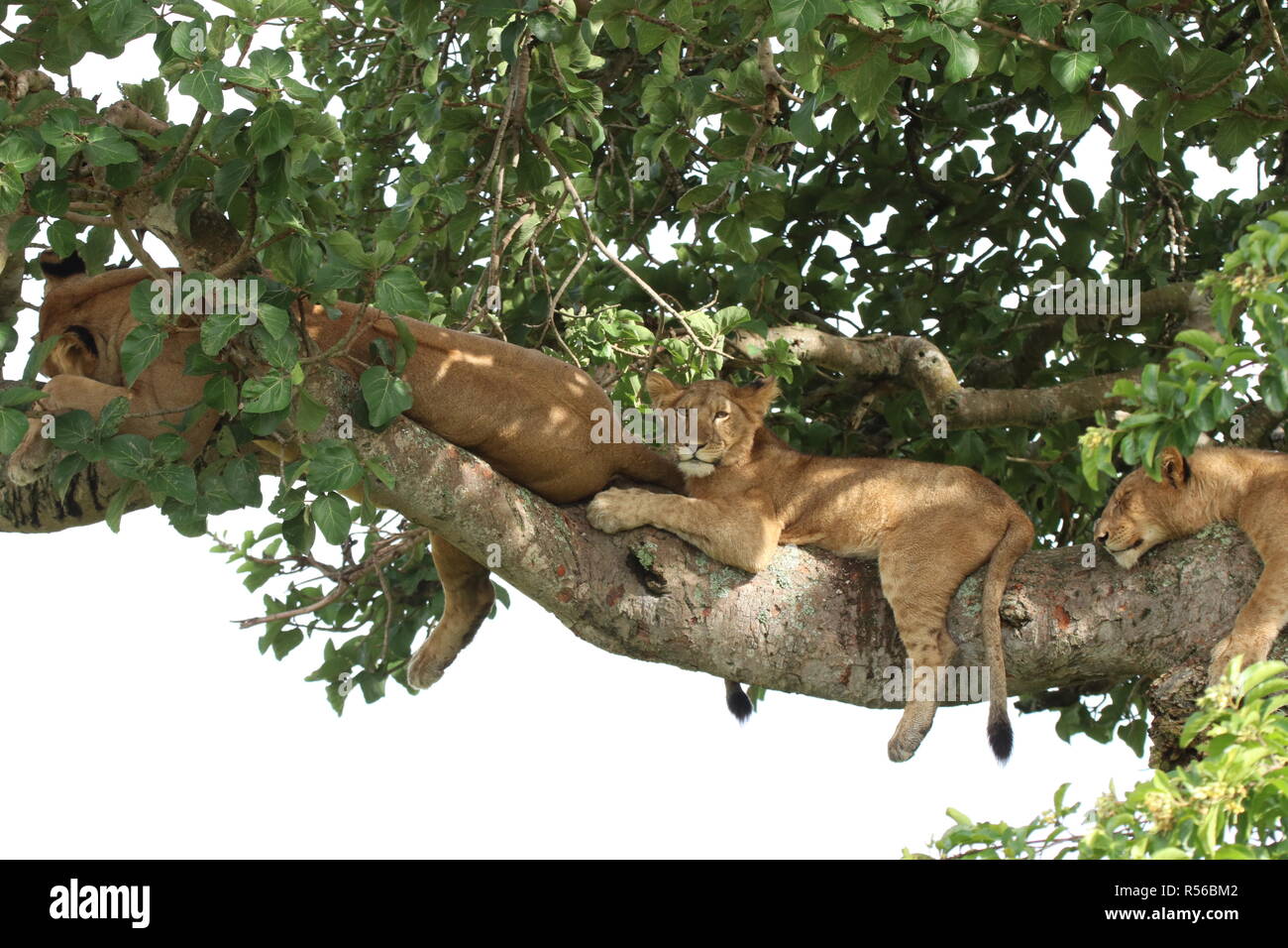 Baumlöwen im Ishasha Nationalpark Uganda Ostafrika beim relaxen auf dem Baum Stock Photo
