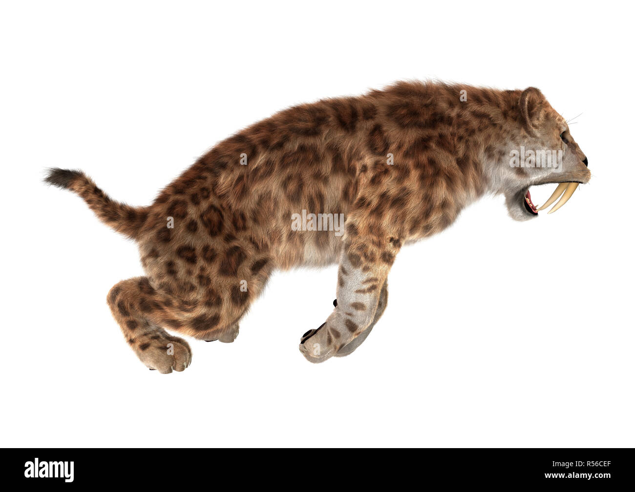 Saber tooth tiger hunting hi-res stock photography and images - Alamy