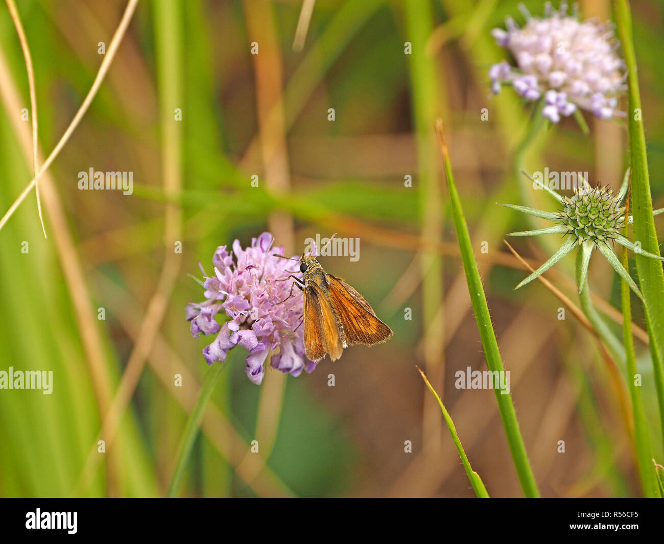 large skipper butterfly (Ochlodes sylvanus) feeding on nectar of flowers of Field scabious (Knautia arvensis) in meadow in Tuscany, Italy Stock Photo